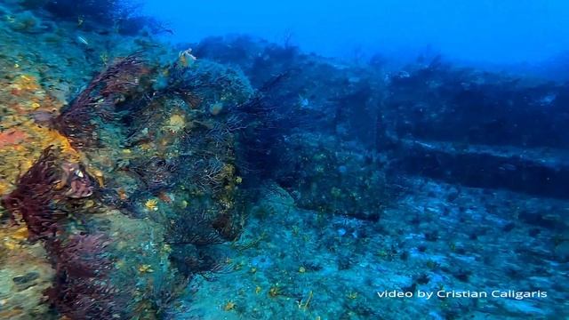 Primo/a dell'anno con Blue dive Center смотреть онлайн