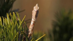 Pinus Banksiana Uncle Fogy HD