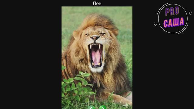 Развитие. Игры. Дети. ДИКИЕ ЖИВОТНЫЕ. Мультики. Обучающие игры. Увлекательное обучение. смотреть онлайн