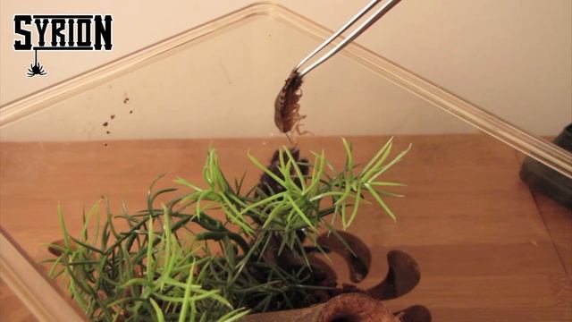 Moja hodowla cz. 8 - Poecilotheria metallica - faunabox, samiec subadult смотреть онлайн