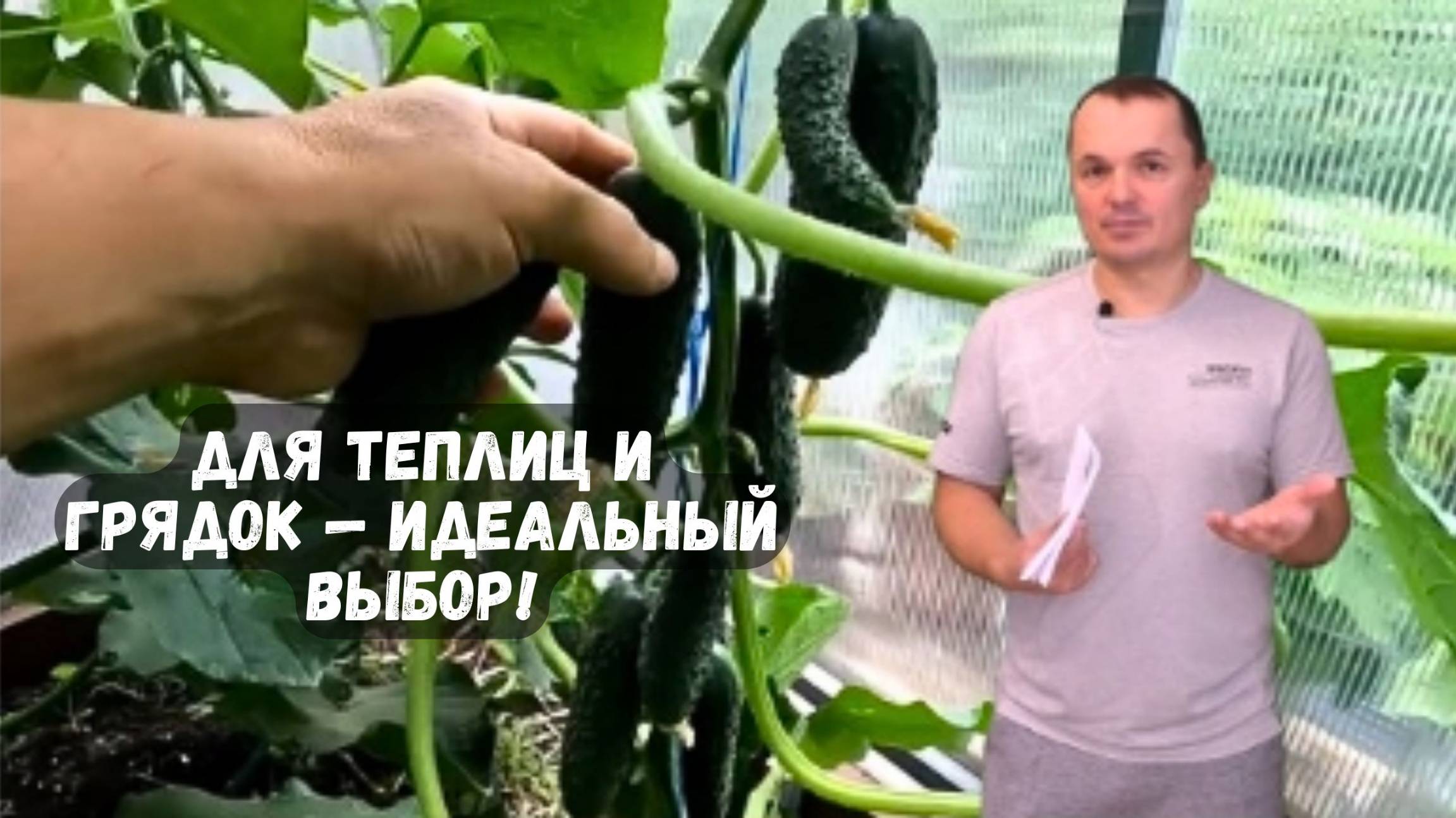 🥒 Лучшие огурцы для теплиц и открытого грунта! Советую попробовать! 🌱✨ смотреть онлайн