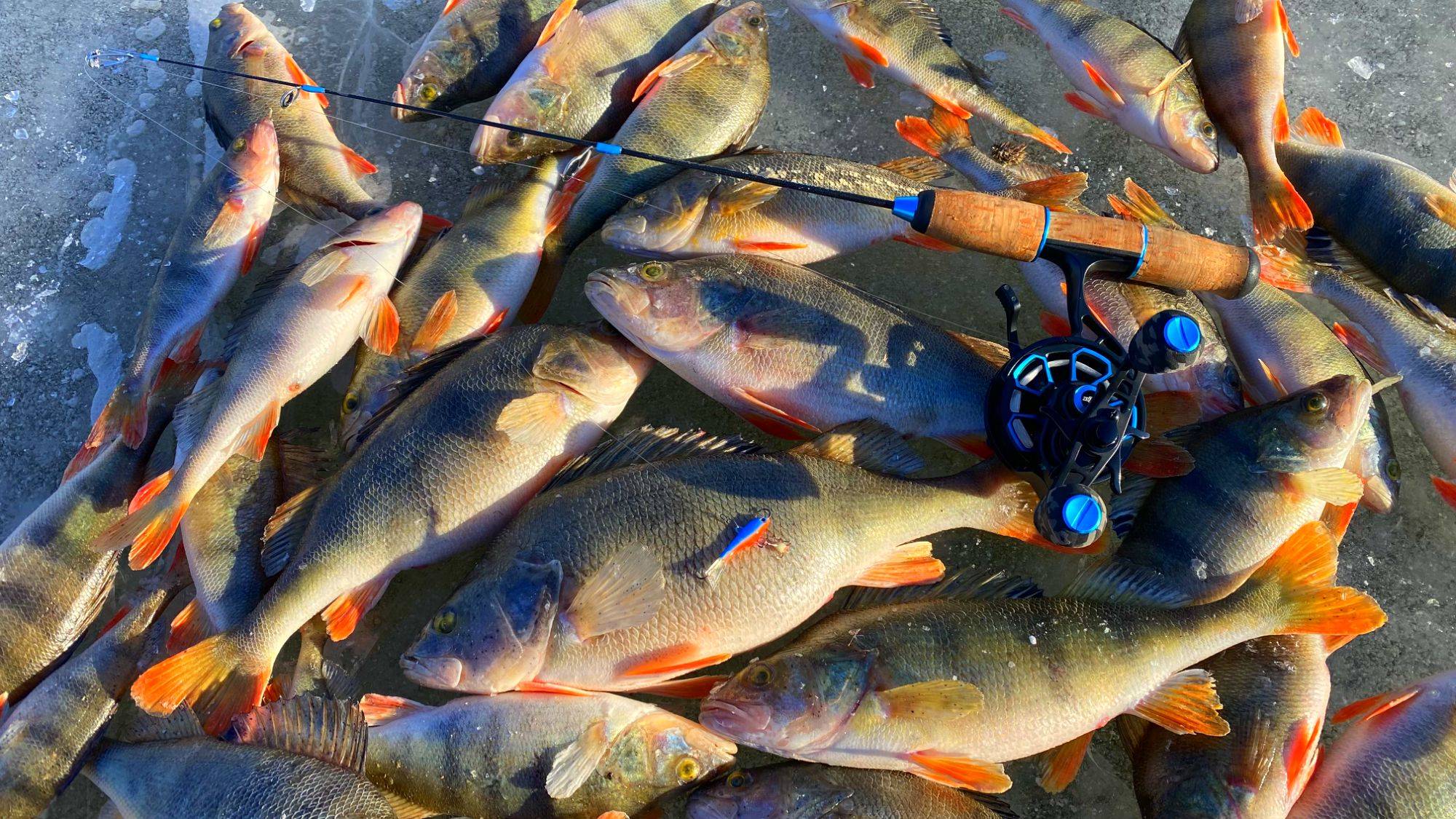 ВЕСЬ КРУПНЯК ТУТ! Жор ОКУНЯ Рыбалка на балансир последний лед 2025 смотреть онлайн