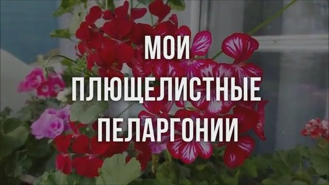 Мои плющелистные пеларгонии. Выпуск от 26.03.22
