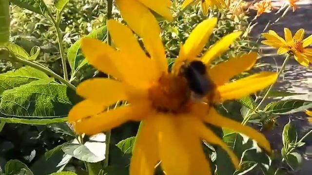 Комахи. Джміль смотреть онлайн