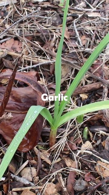 Permaculture Front Yard Garden Tour - Part One