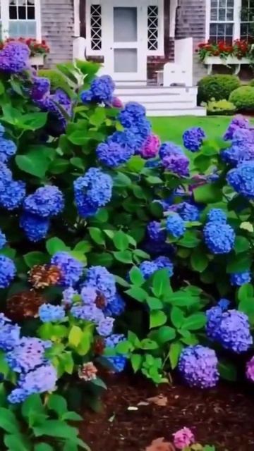 #hydrangea #гортензия #hortensia #садгортензий #hydrangeas #гортензиякрупнолистная #macrophylla смотреть онлайн
