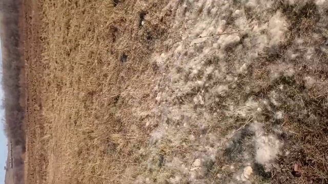 КАМЫШИ 2 ЧАСТЬ смотреть онлайн