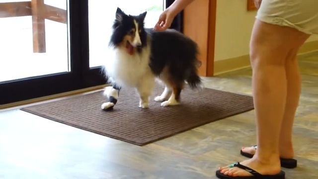 Niki the Sheltie with her New Carpal Brace смотреть онлайн