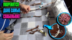 РЕВИЗИЯ ЧЕРЕНКОВ ВИНОГРАДА! ЛУЧШЕЕ ВРЕМЯ ДЛЯ УКОРЕНЕНИЯ ВИНОГРАДА? СЕВЕРНЫЙ ВИНОГРАДНИК 25-08