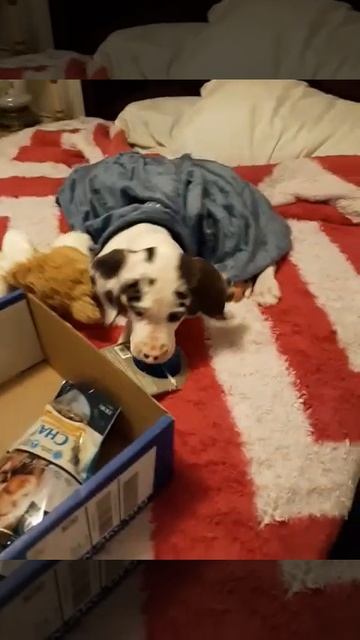 puppy loves his toys смотреть онлайн