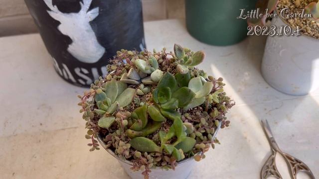 【多肉植物】寄せ植えに使えるセダムがありません💦【ガーデニング】