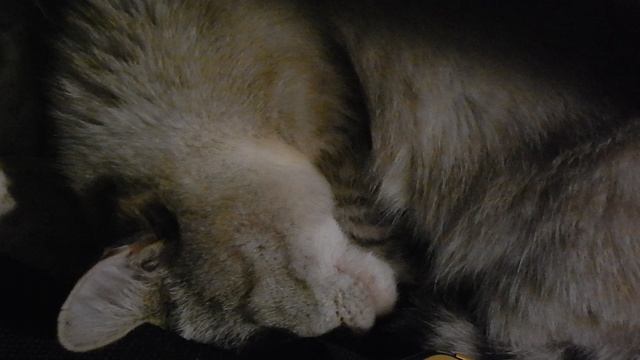 Принцессы не храпят - кошка Мурзилка спит 1 смотреть онлайн