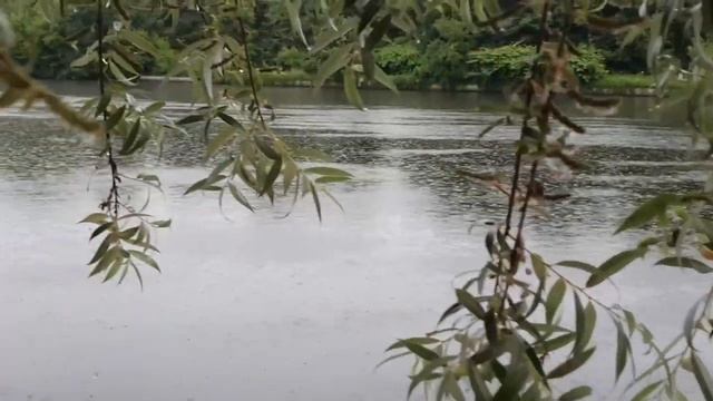 Звук дождя на берегу озера смотреть онлайн