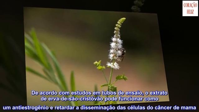 Erva-de-são-cristóvão: características, usos e precauções смотреть онлайн