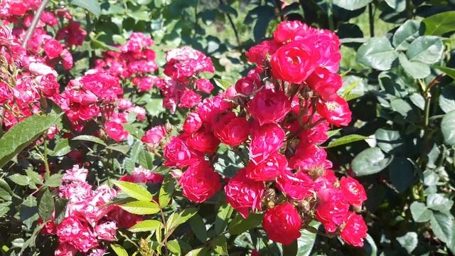 РОЗА ПОЧВОПОКРОВНАЯ. НАЧАЛО ЦВЕТЕНИЯ #роза #почвопокровная #сад #лето #цветы смотреть онлайн