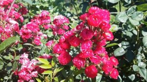 РОЗА ПОЧВОПОКРОВНАЯ. НАЧАЛО ЦВЕТЕНИЯ #роза #почвопокровная #сад #лето #цветы