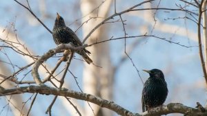 Уступи мне, скворец, уголок Заболотский Н. читаем стихи 8 класс Задавали у школе Аудиокнига Слушать