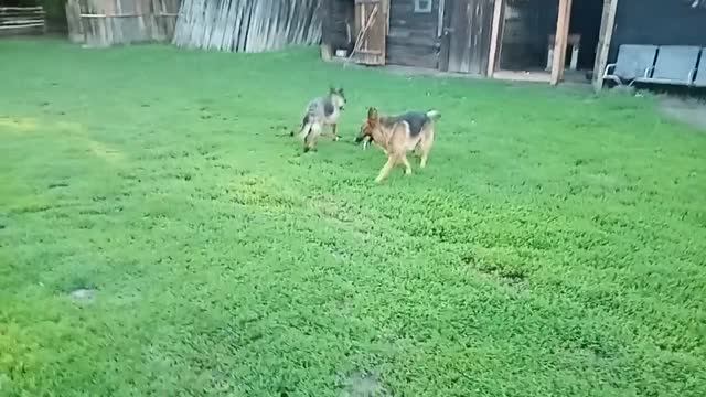 ОХРАНА заимки (отпуск в деревне) смотреть онлайн