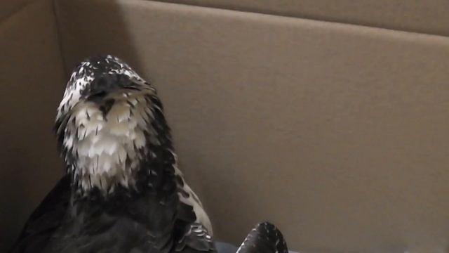 osprey checks things out смотреть онлайн