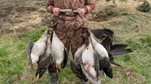 Охота на гуся. Охота на гуся в Беларуси 17.04.2024