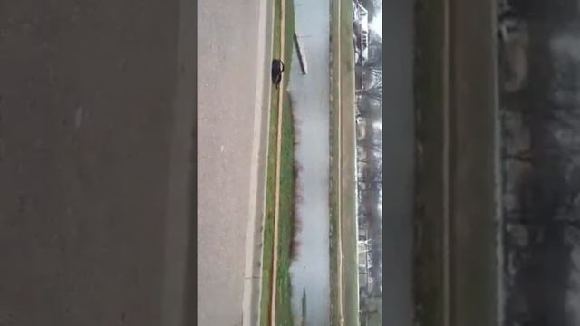 Red Rover Red Rover send Poncho right over смотреть онлайн