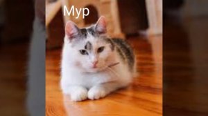 голоса персонажей коты воители из Анука давайка