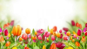 Футаж 8 марта