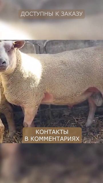 Племенные овцы Шароле! Сделать заказ по телефону → смотреть онлайн