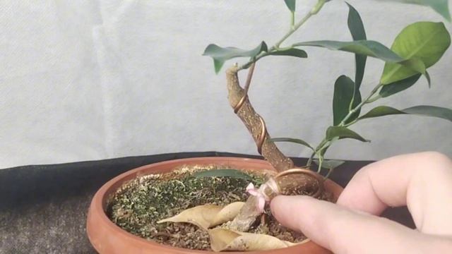 √2 ретуза2 фикус ретуза гин