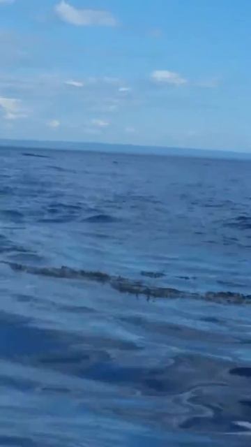 Minke whale surfacing from kayak смотреть онлайн