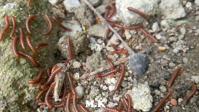 Centipede feeding time смотреть онлайн