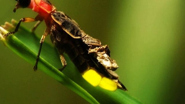 Звук сверчков ночью для сна и релаксации. Белый шум