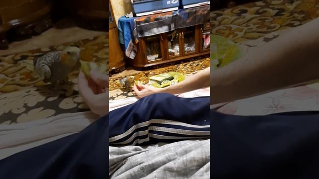 Жора ко мне пришел и даю овощи и фрукты и он кушает смотреть онлайн