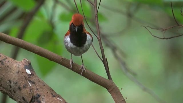 野鳥撮影・ Ryukyu robin　ホントウアカヒゲ смотреть онлайн