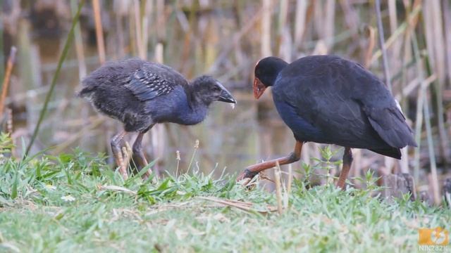 Pukeko