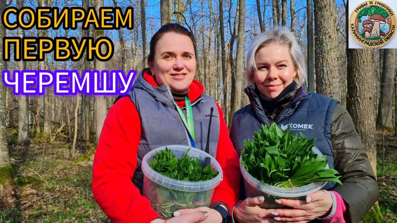 ПЕРВАЯ ЧЕРЕМША Советы от грибников. Грибная банда представляет смотреть онлайн