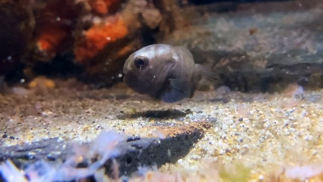 ホテイウオ稚魚　fry　Smooth lumpsucker　Aptocyclus ventricosus, Pelagocyclus vitiazi смотреть онлайн