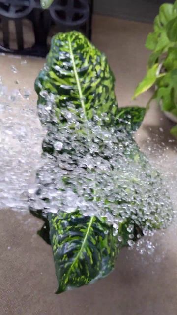 #ディフェンバキア#dieffenbachia#水やり #水やり動画#watering #wateringplants#green #plantlife#観葉植物 #観葉植物のある暮らし смотреть онлайн
