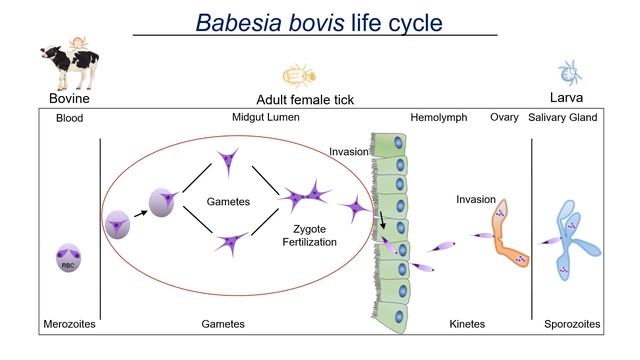 Babesia bovis life cycle смотреть онлайн
