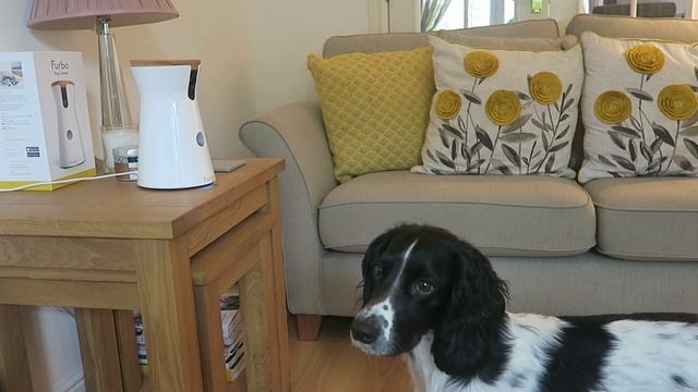 Testing The Furbo Dog Camera! AD | AK смотреть онлайн