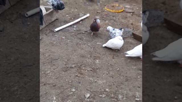 голуби спб смотреть онлайн