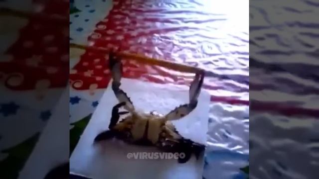 Краб качается - спорт!!! смотреть онлайн