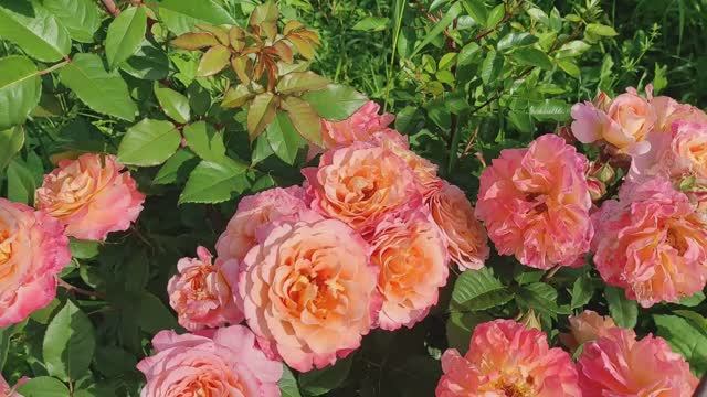 РОЗА АВГУСТА ЛУИЗА от Tantau. КОРОЛЕВА САДА. ПРЕКРАСНЕЙШАЯ ИЗ РОЗ! #роза #августалуиза #сад #лето смотреть онлайн