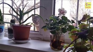 Кошка услышала крик мартовского кота