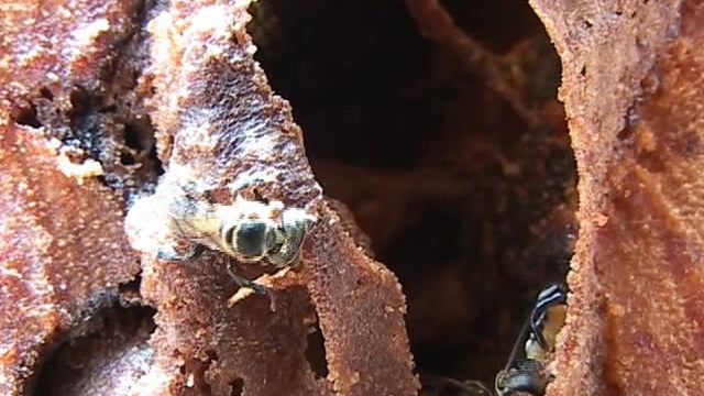 Ангкор Ват. Пчёлы