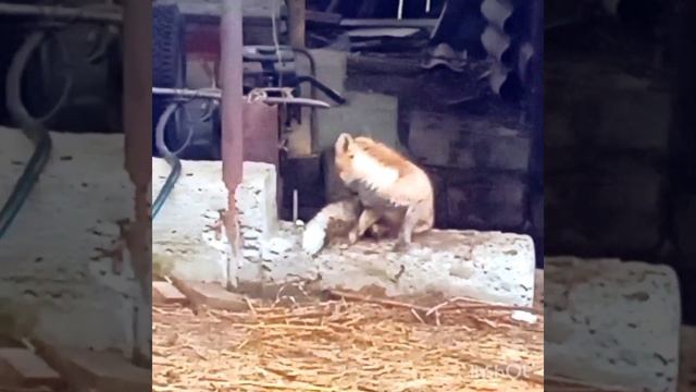 1760. Дикая лиса Маркиза - побег из вольера! #wildredfox #animals #shorts смотреть онлайн