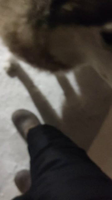 Хан,нападай на меня!🐕😄