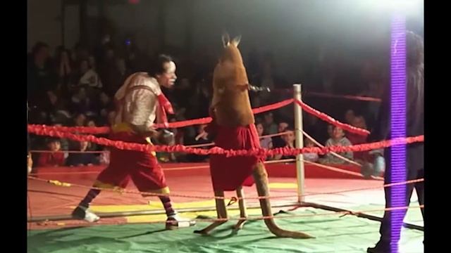 KANGAROO VS CLOWN @ the Circus (Boxing Match) смотреть онлайн