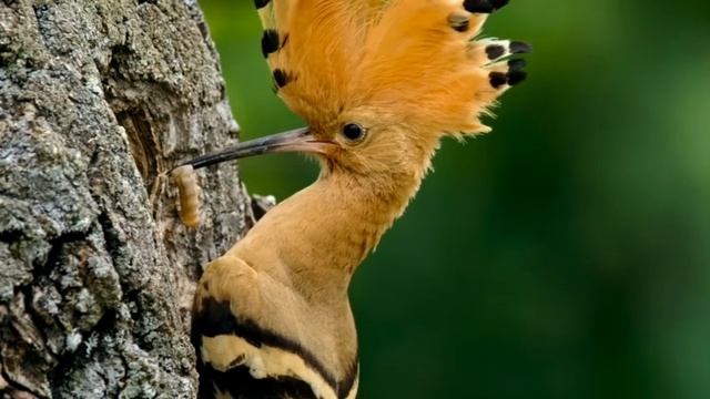 Красоты мира. смотреть онлайн