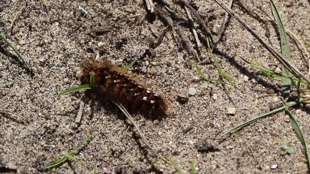 Chenille De Cendrée Noirâtre Sur Un Chemin